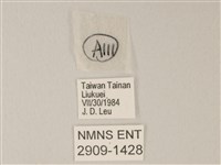 靛色琉灰蝶藏品圖，第3張