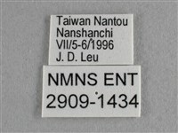散紋盛蛺蝶藏品圖，第3張