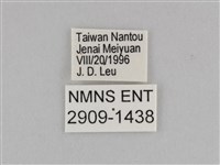 切翅眉眼蝶藏品圖，第3張