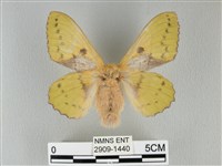 青枯葉蛾藏品圖，第1張