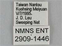 紫俳線蛺蝶藏品圖，第3張