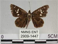 白斑弄蝶藏品圖，第1張