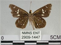 白斑弄蝶藏品圖，第2張