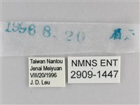 白斑弄蝶藏品圖，第3張