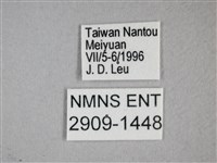 枯葉蝶藏品圖，第3張