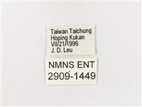 布氏蔭眼蝶藏品圖，第3張