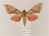 榆綠天蛾藏品圖，第1張