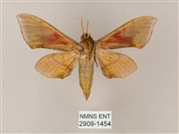 榆綠天蛾藏品圖，第2張