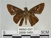 黯弄蝶藏品圖，第2張