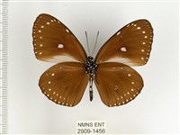 小紫斑蝶藏品圖，第2張