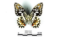 花鳳蝶、無尾鳳蝶藏品圖，第2張