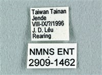 花鳳蝶、無尾鳳蝶藏品圖，第3張