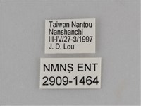 臺灣絹蛺蝶藏品圖，第3張