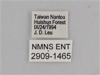 紫帶眉眼蝶藏品圖，第3張