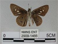 黑星弄蝶藏品圖，第2張