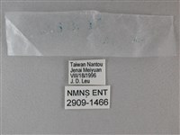 黑星弄蝶藏品圖，第3張