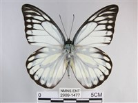 鋸粉蝶藏品圖，第1張