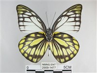 鋸粉蝶藏品圖，第2張