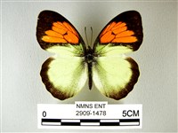 異粉蝶、雌白黃蝶藏品圖，第1張