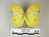 異粉蝶、雌白黃蝶藏品圖，第2張