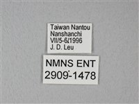 異粉蝶、雌白黃蝶藏品圖，第3張