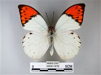 橙端粉蝶、端紅蝶藏品圖，第1張