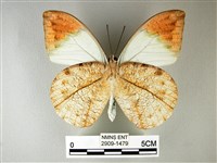 橙端粉蝶、端紅蝶藏品圖，第2張