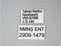 橙端粉蝶、端紅蝶藏品圖，第3張