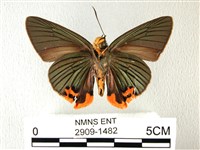 綠弄蝶藏品圖，第2張