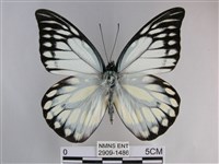 鋸粉蝶藏品圖，第1張