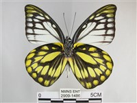 鋸粉蝶藏品圖，第2張