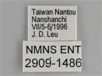 鋸粉蝶藏品圖，第3張