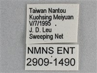 細帶環蛺蝶藏品圖，第3張