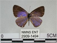 雅波灰蝶藏品圖，第1張