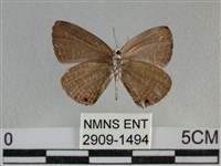 雅波灰蝶藏品圖，第2張