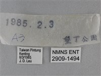 雅波灰蝶藏品圖，第3張