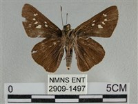 黯弄蝶藏品圖，第2張