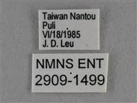 臺灣榿翠灰蝶藏品圖，第3張