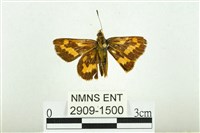 黃斑弄蝶藏品圖，第1張