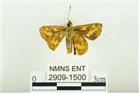 黃斑弄蝶藏品圖，第2張