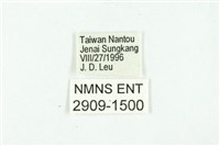 黃斑弄蝶藏品圖，第3張