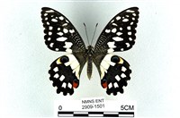 花鳳蝶、無尾鳳蝶藏品圖，第1張