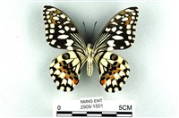 花鳳蝶、無尾鳳蝶藏品圖，第2張