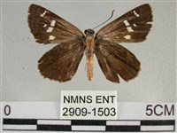 白斑弄蝶藏品圖，第1張