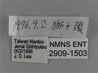 白斑弄蝶藏品圖，第3張