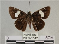 曲紋袖弄蝶藏品圖，第1張