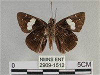 曲紋袖弄蝶藏品圖，第2張