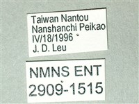 劍鳳蝶藏品圖，第3張