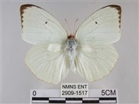 細波遷粉蝶藏品圖，第1張