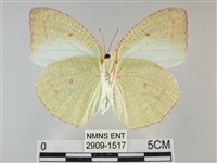 細波遷粉蝶藏品圖，第2張